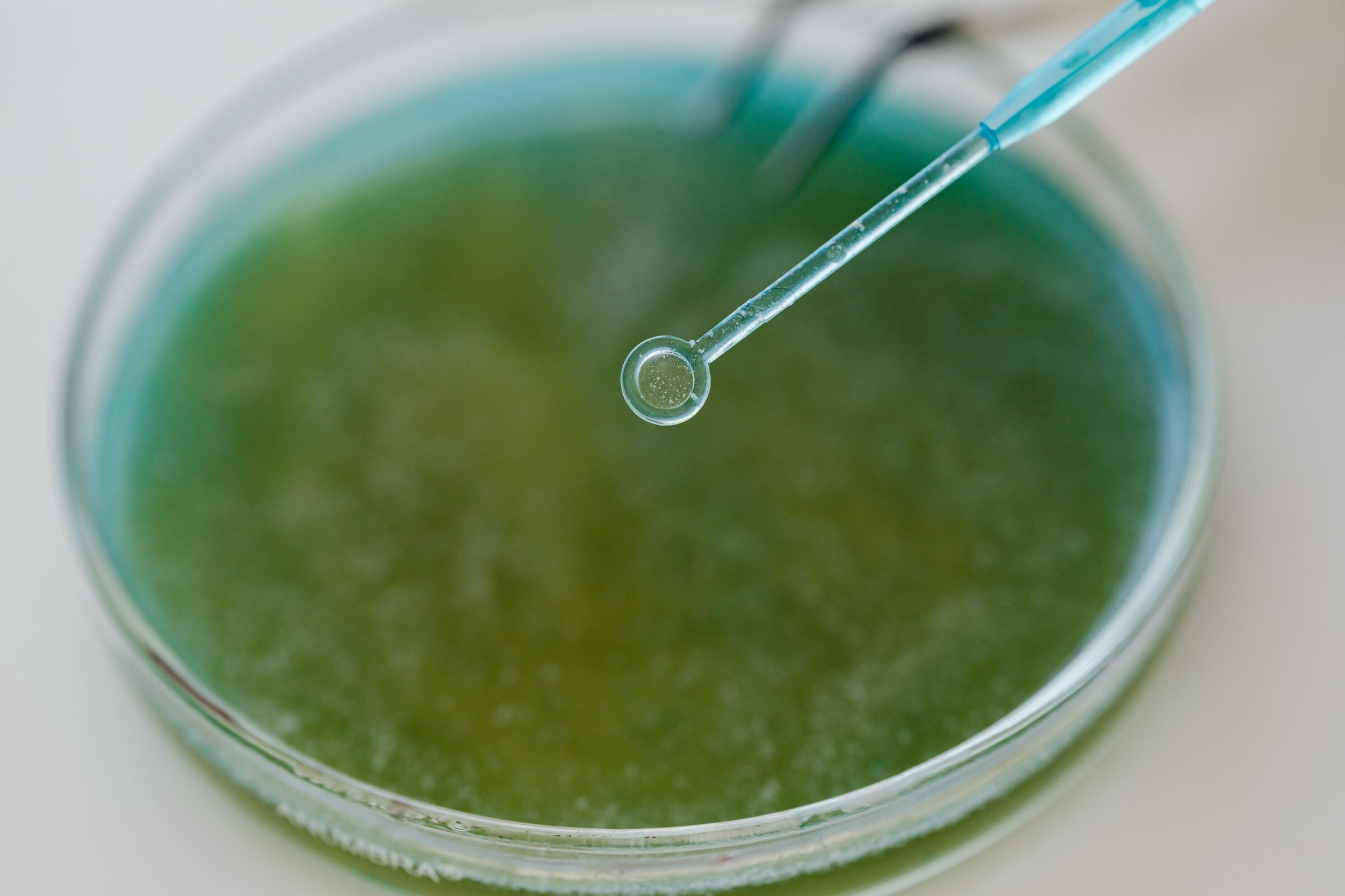 Petrischaal met micro-organismen in een laboratorium